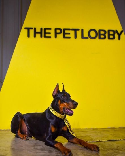 Picture of شركة لبيع مستلزمات الحيوانات